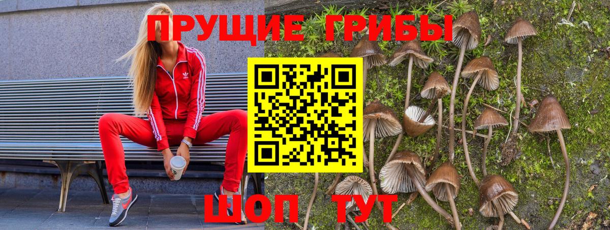 Галлюциногенные грибы Psilocybine cubensis Нерюнгри